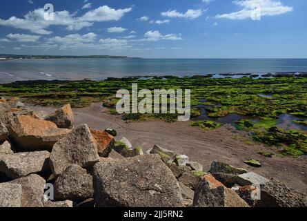 Les algues couvraient des rochers sur la plage à marée basse à Dawlish Warren, dans le sud du Devon, avec une armure de roche en premier plan contre le digue. Banque D'Images