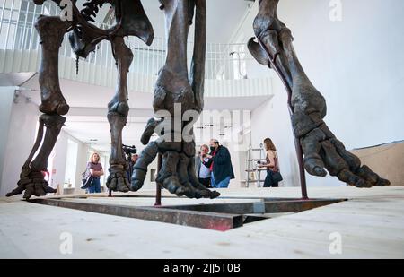 Munster, Allemagne. 23rd juillet 2022. 23 juillet 2022, Rhénanie-du-Nord-Westphalie, Münster: Les participants à une conférence de presse se tiennent derrière le fameux 'Ahlen Mammoth' au Musée géologique et paléontologique de l'Université de Münster. Avec le 'Ahlen Mammoth', le musée géologique de l'université de Münster est en train de revenir à l'une de ses principales attractions. Le musée près de la cathédrale a subi des années de restauration et devrait rouvrir au public à la fin de l'année. Photo: Bernd Thissen/dpa crédit: dpa Picture Alliance/Alay Live News Banque D'Images