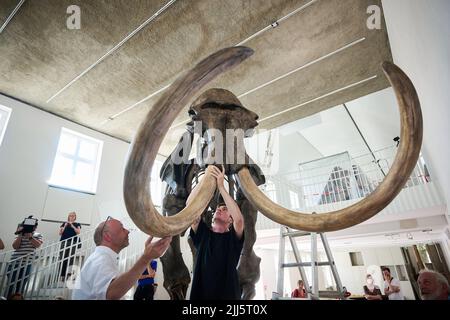 Munster, Allemagne. 23rd juillet 2022. 23 juillet 2022, Rhénanie-du-Nord-Westphalie, Münster: Oliver Kunze (l), préparateur et restaurateur d'objets paléontologiques, et son fils Leon attachent un tusk à la dite 'Ahlen Mammoth' au Musée géologique-paléontologique de l'Université de Münster. Avec le 'Ahlen Mammoth', le musée géologique de l'université de Münster revient à l'une de ses principales attractions. Le musée près de la cathédrale a subi des années de restauration et devrait rouvrir au public à la fin de l'année. Photo: Bernd Thissen/dpa crédit: dpa Picture Alliance/Alay Live News Banque D'Images