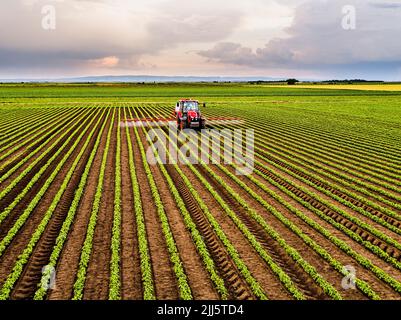 Tracteur pulvérisant de l'insecticide sur le champ de soja Banque D'Images