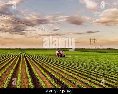 Tracteur de pulvérisation d'insecticide sur des récoltes de soja sous ciel nuageux Banque D'Images