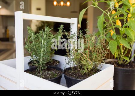 Plantes de romarin et de thym en pot dans un panier à la maison Banque D'Images