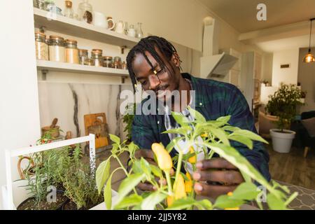 Jeune homme examinant l'usine de piment dans la cuisine Banque D'Images