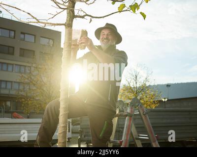 Jardinier enveloppant le tissu protecteur autour de l'arbre planté le jour ensoleillé Banque D'Images