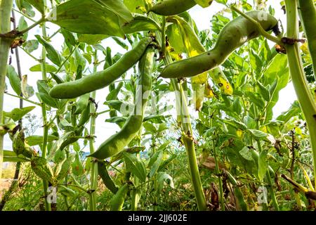 Haricots Bush poussant dans le potager Banque D'Images