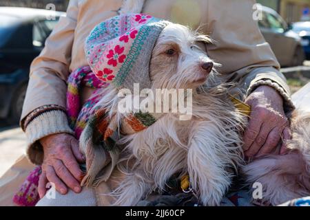 Un vieux chien de cirque tirateux dans un chapeau et un foulard est assis dans la rue le jour d'hiver de minuit à côté de sa maîtresse. Banque D'Images