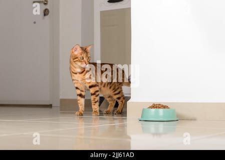 Le chat Bengale peeks autour du coin, regarde un bol de nourriture, contre le fond de la pièce. Copier l'espace. Banque D'Images