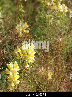 Ces plantes de Linaria vulgaris ou de toadlin jaune fleurissent dans une grande zone de santé en Allemagne. Il se trouve entre l'herbe séchée. Banque D'Images