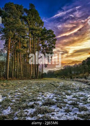 Départ glacial à Harlow Wood, dans le Nottinghamshire, en Angleterre. Banque D'Images