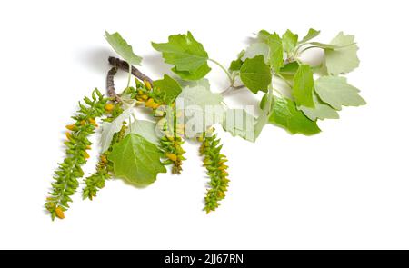 Populus alba, communément appelé peuplier argenté, peuplier argenté ou peuplier blanc. Branche fleurie. Isolé sur fond blanc. Banque D'Images