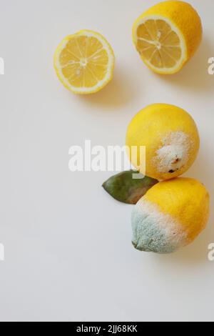 Moule bleu sur citron jaune. Citron avec moule et citron frais sur fond blanc. Citron gâté avec moule. Vue de dessus Banque D'Images