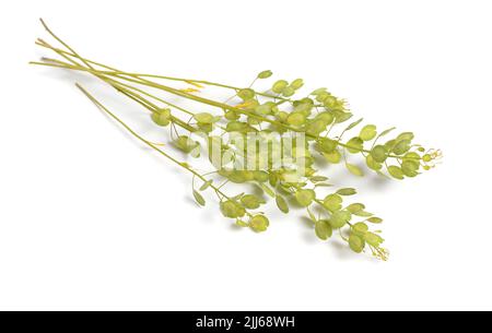 Thlaspi arvense, connu par le nom commun de champ pennycress. Isolé sur blanc. Banque D'Images