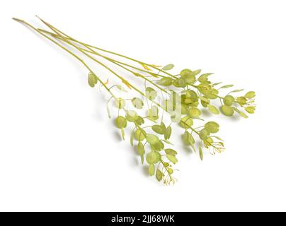 Thlaspi arvense, connu par le nom commun de champ pennycress. Isolé sur blanc. Banque D'Images