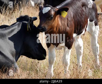 Veau et vache. La mère et l'enfant se contactent. Le propriétaire croit en des vaches naturelles et n'enlève pas leurs cornes. Le mollet a un pelage noir-rouge. Banque D'Images