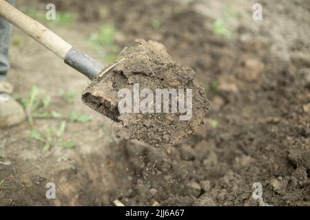 Guy creuse le sol avec une pelle. Plantation de plantes dans le jardin. Agriculture avec vos propres mains. Banque D'Images