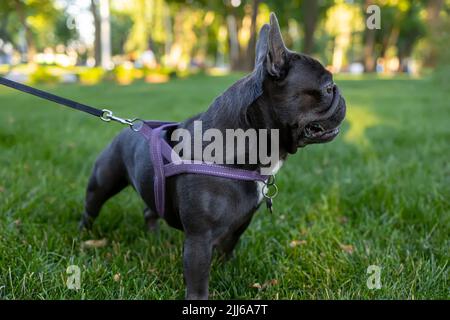 le chien bulldog marche sur une laisse avec la toile de fond d'un parc et essaie de regarder loin Banque D'Images