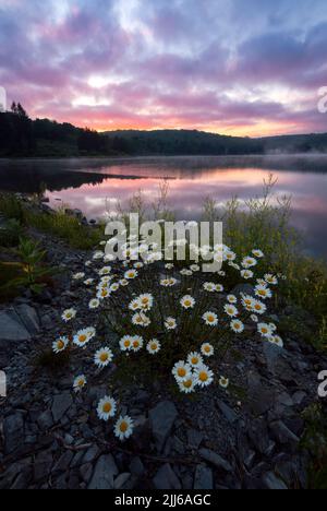 Marguerites sauvages le long de la rive du lac Spruce Knob pendant un lever de soleil d'été vibrant. Banque D'Images