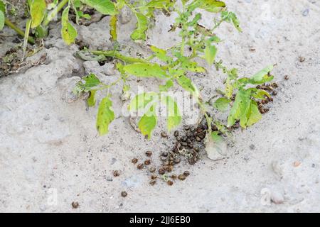 Colorado mort les coléoptères de la pomme de terre (Leptinotarsa decemlineata) qui se trouvent sur le sol dans un champ de pommes de terre après un traitement insecticide et pesticide. Banque D'Images