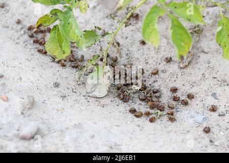 Colorado mort les coléoptères de la pomme de terre (Leptinotarsa decemlineata) qui se trouvent sur le sol dans un champ de pommes de terre après un traitement insecticide et pesticide. Banque D'Images