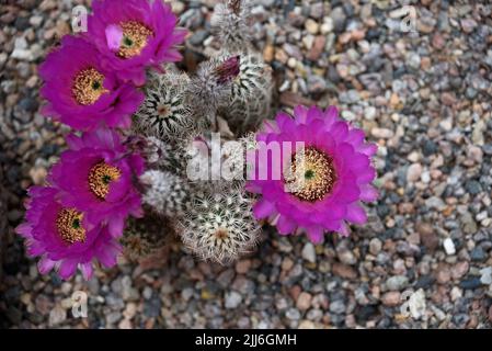 Un cactus de hérisson (Echinocereus fendleri) fleurit dans le désert américain du Sud-Ouest près de Santa Fe, au Nouveau-Mexique. Banque D'Images