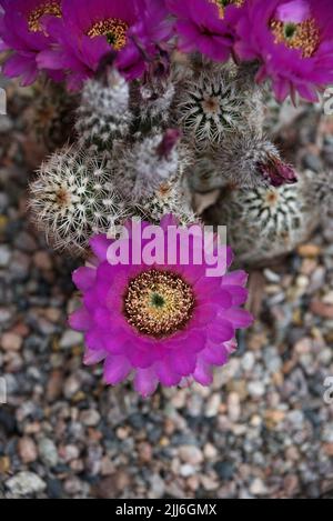 Un cactus de hérisson (Echinocereus fendleri) fleurit dans le désert américain du Sud-Ouest près de Santa Fe, au Nouveau-Mexique. Banque D'Images