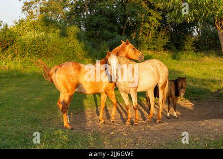 Chevaux marchant dans un champ au coucher du soleil. Banque D'Images