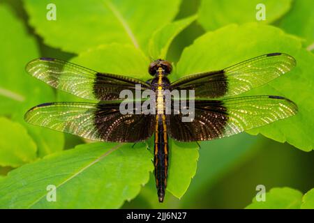 La libellule femelle du skimmer de veuve se trouve sur un fond de feuilles vertes. Banque D'Images