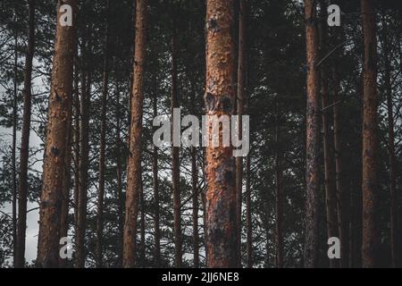 Un gros plan de troncs d'arbres fins bruns dans une forêt Banque D'Images