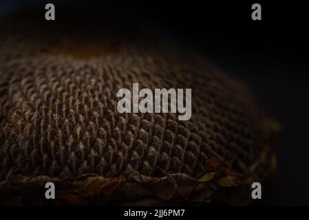 graines de tournesol entières brutes Banque D'Images