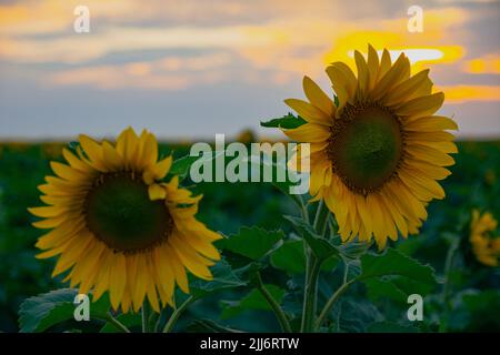 Des tournesols fleurissent sur le terrain. Une photo de deux magnifiques tournesols dans un champ au coucher du soleil. Banque D'Images