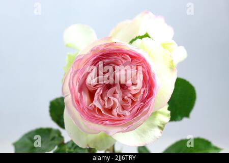 Un gros plan d'une rose anglaise rose isolée sur fond bleu clair Banque D'Images