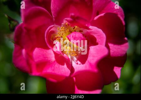 Un gros plan de la rose lumineuse William Baffin fleurir dans le jardin Banque D'Images