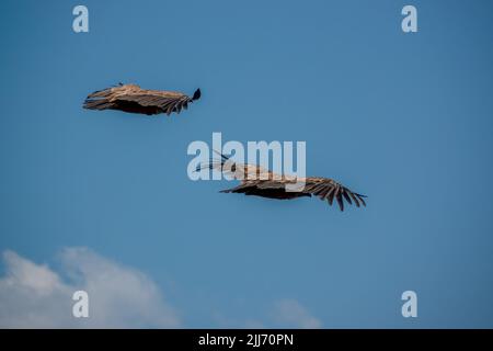 Gros plan détaillé d'une paire de vautours Griffon, griffons Eurasion (Gyps fulvus) en vol en vol Banque D'Images