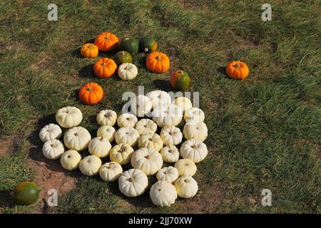 Un pré est un assortiment de citrouilles, les blancs sont drapés pour former un coeur, les autres colorés en orange et vert sont traîner autour de la Banque D'Images