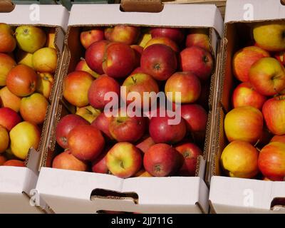 pommes mûres jaunes rouges, trier 2nd choix, ce qui signifie avec des dommages légers à la peau de pomme. Présentés dans des boîtes en carton blanc, en vente Banque D'Images