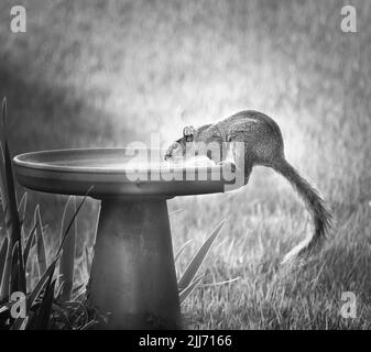 Écureuil gris de l'est, Sciurus carolinensis, siphant l'eau d'un bain d'oiseaux lors d'une chaude journée d'été en noir et blanc, Lancaster, Pennsylvanie Banque D'Images