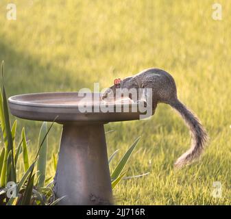 Écureuil gris de l'est, Sciurus carolinensis, en sirotant de l'eau d'un bain d'oiseaux par une chaude journée d'été, Lancaster, Pennsylvanie Banque D'Images