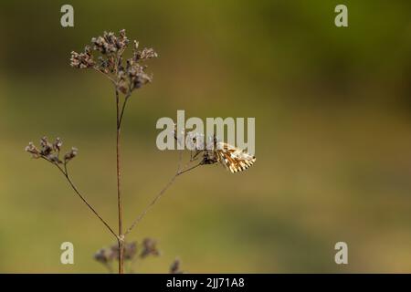 Pyrgus malvae, skipper grizzled, imago au coucher du soleil, Stockbridge Down, Hampshire, Royaume-Uni, Avril Banque D'Images