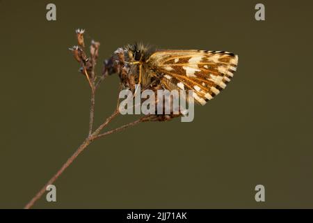 Pyrgus malvae, skipper grizzled, imago au coucher du soleil, Stockbridge Down, Hampshire, Royaume-Uni, Avril Banque D'Images