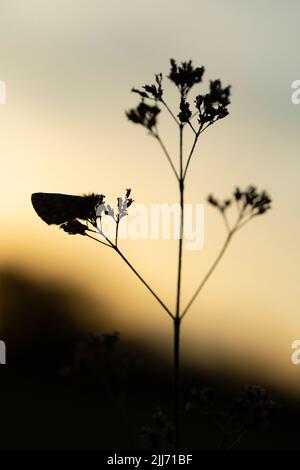 Pyrgus malvae, skipper grizzled, imago au coucher du soleil, Stockbridge Down, Hampshire, Royaume-Uni, Avril Banque D'Images