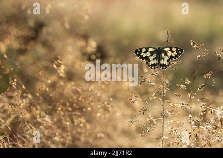 Blanc marbré Melanargia galathea, imago rétroéclairé sur Common Bent Agrostis capillaris, Priddy Mineries, Mendip Hills, Somerset, Royaume-Uni, Juillet Banque D'Images