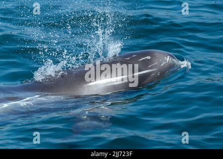 Dauphin de Risso Grampus griseus, baignade, Falmouth Bay, Cornwall, Royaume-Uni, Juillet Banque D'Images