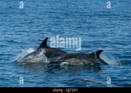 Dauphin commun à bec court Delphinus delphis, adultes nageant, Falmouth Bay, Cornwall, Royaume-Uni, Juillet Banque D'Images