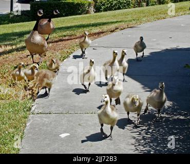 Bernaches du Canada, Branta canadensis, avec des oisons dans le centre civique d'Union City, en Californie. ÉTATS-UNIS Banque D'Images