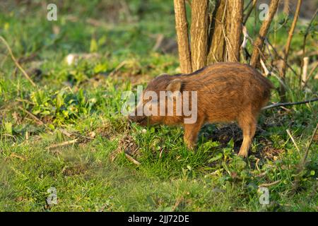 Sanglier sus scrofa, recherche de porcelets, Cendrillon Linear Park, Gloucestershire, Royaume-Uni, Avril Banque D'Images