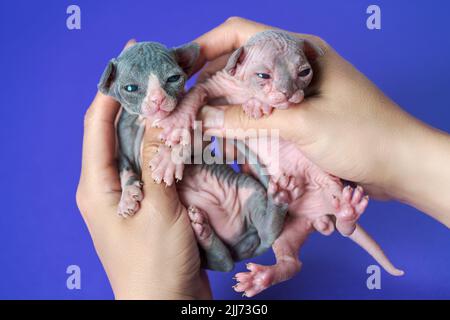 Le vétérinaire féminin examine les chatons de Sphynx âgés de deux semaines. Chaton femelle noir et blanc et chaton mâle bleu et blanc. Concepts et idées Banque D'Images