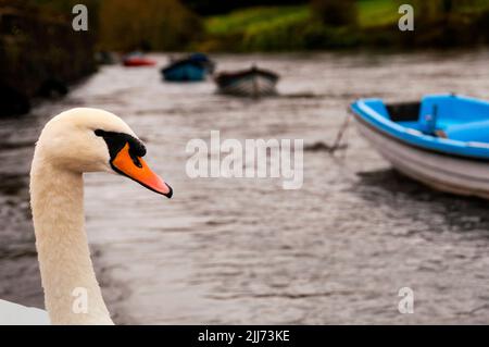 Rivière Garavogue à Sligo, nord-ouest de l'Irlande. Banque D'Images