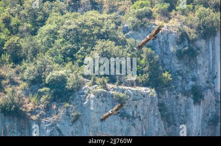 Gros plan détaillé d'une paire de vautours Griffon, griffons Eurasion (Gyps fulvus) en vol en vol Banque D'Images