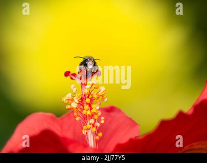 L'abeille mason mâle (osmia) recouverte de pollen, reposant sur une fleur d'hibiscus - jaune vif et rouge Banque D'Images