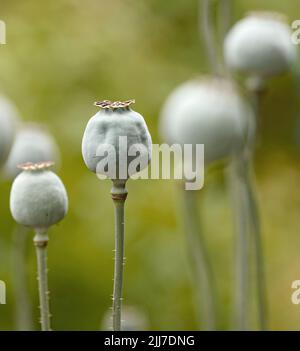 Fleurs sauvages d'opium ou de pavot à pain poussant dans un jardin botanique avec un arrière-plan flou et un espace de copie. Gros plan des bourgeons de plantes de papaver somniferum Banque D'Images